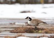 Kanadagans - Canada Goose (Branta canadensis)